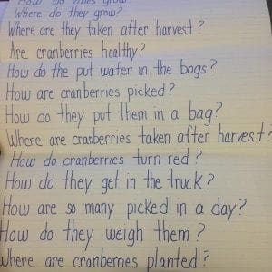 How are cranberries picked?